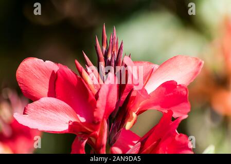 Pink canna indica, commonly known as Indian shot, African arrowroot, edible canna, purple arrowroot, Sierra Leone arrowroot, is a plant species in the Stock Photo