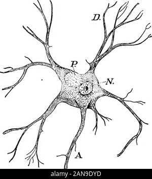 The educational meaning of manual arts and industries . s, usually only at the distal end. A cellmay have several dendrons, but usually only one,sometimes two, and very rarely more than two, neu-rons. Both the dendrons and the neurons are pathwaysfor nervous impulses, it being generally assumed thatthe dendrons convey impulses to the cell body and theneurons carry them away from it. It is not certain,however, that a given branch may not contain twopathways, or^e afferent and the other efiferent. Nerve Development.—According to Professor Don-aldson, a study of a section of the developing spinal Stock Photo