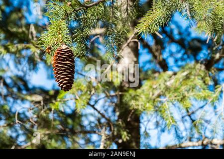 Pine cone in fir tree in Himalayan forest Stock Photo