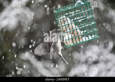 woodpecker on a suit feeder in the snow Stock Photo