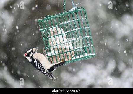 woodpecker on a suit feeder in the snow Stock Photo