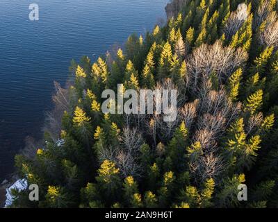 Vertical aerial view of spruce forest with leafless aspen trees in autumn. Stock Photo