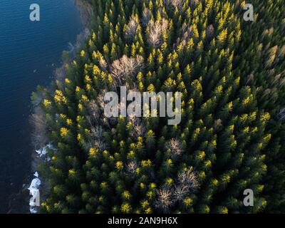 Vertical aerial view of spruce forest with leafless aspen trees in autumn. Stock Photo