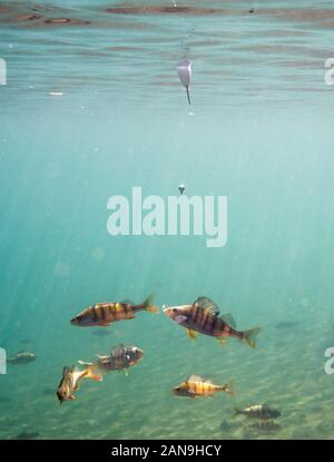 Group of european perch trying to catch angling bait with a hook hanging from a float on water surface Stock Photo