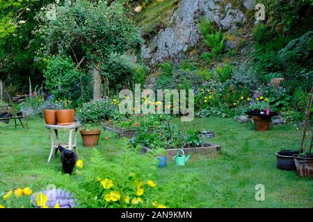 Black cat, raised beds & terra cotta pots in country garden growing Welsh poppies flowers and vegetables in May Carmarthenshire Wales UK  KATHY DEWITT Stock Photo