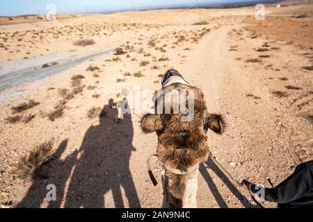 Shadows of dromedary camel caravan on the desert Agafay, Marrakech, Morocco Stock Photo