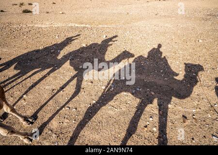 Shadows of dromedary camel caravan on the desert Agafay, Marrakech, Morocco Stock Photo