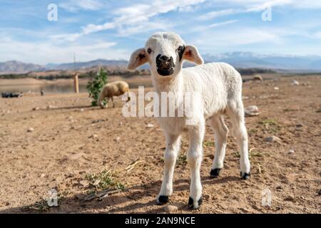 Cute lamb looking into camera, mountains in the background Stock Photo