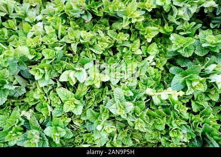 Fresh mint leaves sold on open air market in Marrakech, Morroco Stock Photo