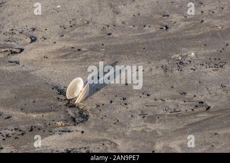Clam-like seashell washed ashore on a sandy beach in Cornwall. Isolated shell, isolation, solitary, all alone, on lonesome, conchology study. Stock Photo
