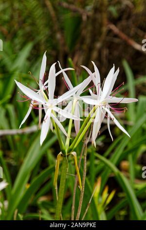 white wildflowers, rose stamens, String lily; Swamp lily; Crinum americanum; nature; close-up, delicate, CREW Rookery, Naples, FL, Florida, winter, ve Stock Photo