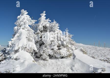 Group of small fir trees covered by snow, snow drifts in foreground and row of pillars with safety rope in background on the top of mountain Kopaonik, Stock Photo