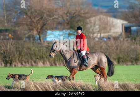 The Belvoir Hunt meeting in the Vale of Belvoir at Long Clawson, Leicestershire - The Huntsman leading the field with the hounds
