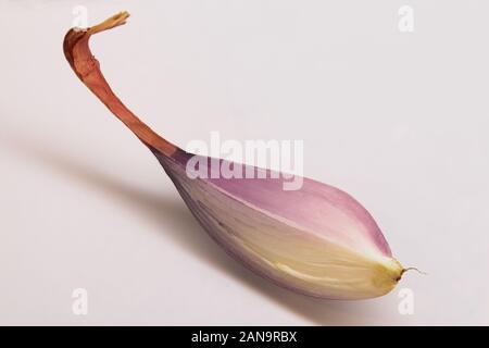 A beautiful, lavender colored shallot clove. Stock Photo