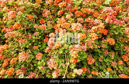 Big bush of geranium with red flowers in the garden - floral background Stock Photo