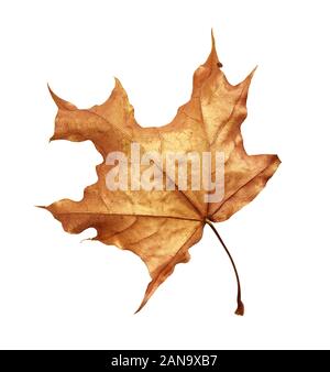 Dry autumn maple leaf painted with gold isolated on white Stock Photo