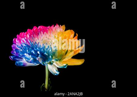 Multicolored flower on black background. Copy space Stock Photo
