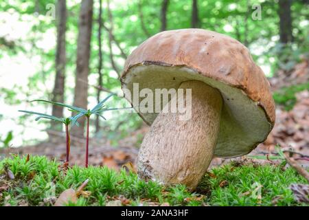 A fine example of young, fully developed Summer Bolete or Boletus reticulatus in natural habitat, in a moss next to two baby firs Stock Photo