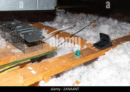 Mouse traps and poison block in attic Stock Photo