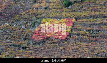 Small Vineyard of a Colorful Variety  stands out among the the rest of the Colorless Vineyards in the Ribeira Sacra Stock Photo