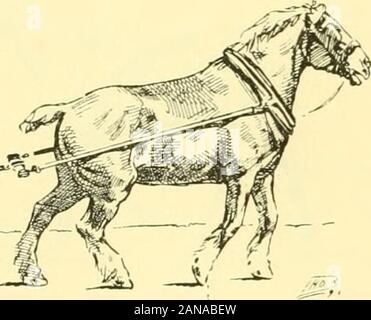 Stallion Fig . Points of the horse; a treatise on the conformation, movements ...