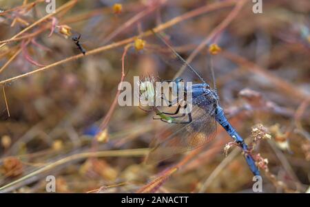 Blue dragonfly among the weeds trying to hunt an ant. Stock Photo