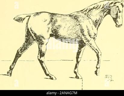 The points of the horse : a familiar treatise on equine conformation . in Meissoniers great picture 1814 (see Fig. 209). In the various forms of the walk—except in heavydraught on the level or up an ascent, or when going up anincline without having to pull a heavy weight—the healthyhorse brings the heel of the foot first on the ground, or theflat of the foot. When the heel precedes the toe in touchingthe ground, the interval is so short that it is all butimperceptible. In cases suffering from certain diseases,especially laminitis (fever of the feet), this interval is so wellmarked as to be cha Stock Photo