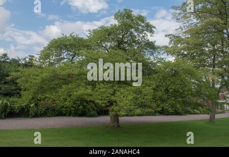 Summer Fruit and Foliage of a Japanese Snowbell Tree (Styrax japonicus) in a Garden in Rural Cheshire, England, UK Stock Photo