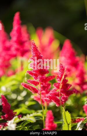 Flowers bright red astilbe. Beautiful flowering shrubs are widely used to decorate gardens and parks. Stock Photo