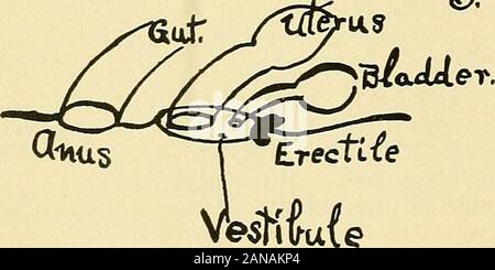 Cloacal morphology in its relation to genito-urinary and rectal diseases(With 54 plates and 93 illustrations.) . Cloacal. Plate 2—Evolution of the Cloaca.Page Ten about the end of the fifth week. I here is, however, a short time during which thehuman embryo possesses a true cloaca. We have spoken only of the walls of the cloaca. Of course all other structures suchas blood-vessels, nerves, and muscles are involved in these transformations, so that inthe study of the cloacal region of the adult human we must bear in mind that all thestructures have an ancient pedigree. For example the old-time M Stock Photo