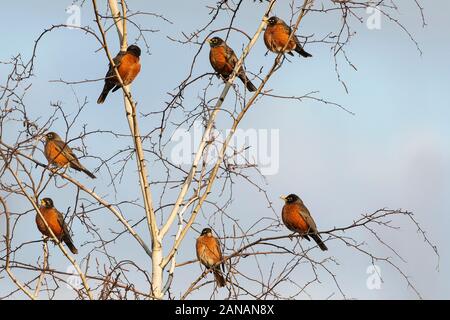 Flock of American robins perched in one tree Stock Photo