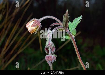 Geum rivale (water avens) is native to Europe growing in bogs and damp meadows. Stock Photo