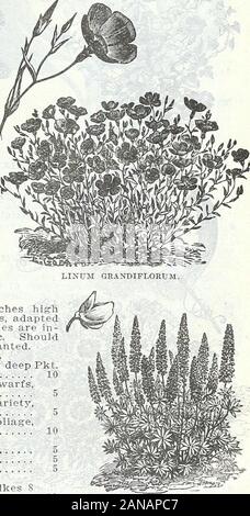 Farm and garden annual, spring 1906 . LOBELIA CRYSTAL PALACE. LOPHOSPERJIUJI. LOBELIA. Dwarf-growing plant from 4 to 6 inches higliwith blue, white, crimson and rose flowers, adaptedfor ribboned borders. The trailing varieties are in-valuable for hanging baskets, vases, etc. Shouldbe started in heat and afterwards transplanted. DWARF COMPACT VARIETIES.Crystal Palace Compacta—A beautiful deep Pkt. blue variety. y2 foot 10 Pumila Magnifies—The finest of all dwarfs, very dark blue. % foot 5 Speeiosa White Gem—A new pure white variety, fine for bedding. V2 foot 5 Erinus Compacta Goldelse—Yellow fo Stock Photo