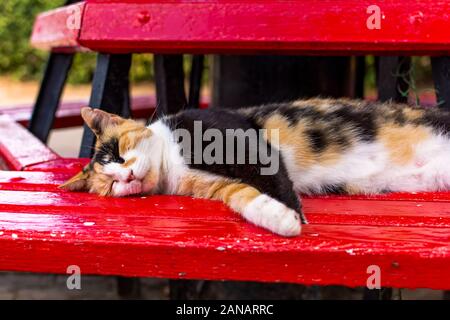 Cats of Malta - stray calico cat sleeping on the red bench Stock Photo