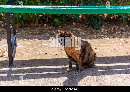 Cats of Malta - stray short-haired tortoiseshell cat sitting under the green bench Stock Photo