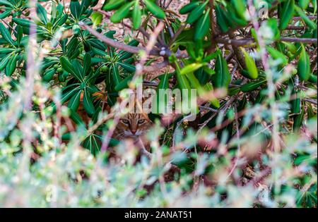 Cats of Malta - stray ginger tabby cat hiding in bushes Stock Photo