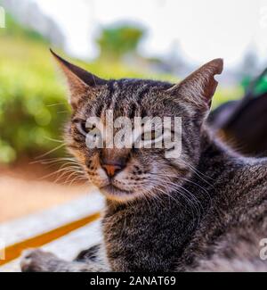 Cats of Malta. Portrait of stray tabby cat lying on the bench Stock Photo