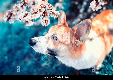 portrait of a cute red dog puppy Corgi looks out from behind the branches of white cherry blossoms in the may garden Stock Photo