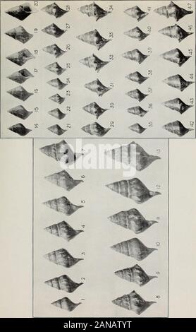 The variations and ecological distribution of the snails of the genus Io . EXPLANATION TO PLATE 4. (Showing the development of the shell and its spinosity.) HOLSTON RIVER SYSTEM—continued. Figs. 1-13. Lot 94. Group 13. Bluff City, Tenn. Enlarged 1/6. Figs. 14-20. Lot 88. Group 16. Rogersville, Tenn. Enlarged 2/5. Figs. 21-34. Lots 87 and SS. Group 16. Rogersville, Tenn. Natural size. Figs. 35-47. Lot 90. Group 17. Cobb Ford, Tenn. Natural size.100. EXPLANATION TO PLATE 5. (Showing the development of the .^hell and its t^pinosity.)HOLSTON RIVER SYSTEM ContilUied. Figs. 1-5. Lot 90. Group 17. Co Stock Photo