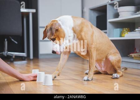 Dog playing the shell game with her human. Concept of training pets, domestic dogs being smart and educated Stock Photo