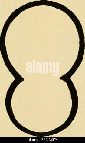 Cloacal morphology in its relation to genito-urinary and rectal diseases(With 54 plates and 93 illustrations.) . Jk- ? Stock Photo