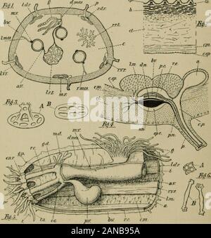 A treatise on zoology . e intestineform the first region of the alimentary canal, running backwardsand supported by the median dorsal mesentery. Near the hinderend of the body the intestine and mesentery cross over from thedorsal interradius to the left lateral dorsal interradius, up whichthey run. Near the anterior end this second section of theintestine, with its mesentery, crosses to the right ventral inter-radius, down which the third and last portion of the intestine runsstraight to the anus. Round the oesophagus, bounded externallyby the calcareous ring and the radial canals, a portion o Stock Photo