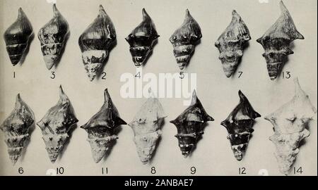 The variations and ecological distribution of the snails of the genus Io . 17829°—1.5- EXPLANATION TO PLATE 2. Relief map of the soutlicni Apjialachian Region, showing the topography and drainage ofthe Tennessee River system above Chattanooga. From the United States Geological Survey.96 1  • ?J i ? 1 , ?? 1 81° 8C li Stock Photo