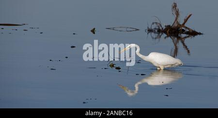 great egret (Ardea Alba Modesta) in the Bavarian Chiemsee, foraging and fishing, partly on ice in the cold season Stock Photo