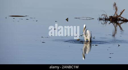 great egret (Ardea Alba Modesta) in the Bavarian Chiemsee, foraging and fishing, partly on ice in the cold season Stock Photo