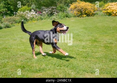 Entlebucher Mountain Dog, tricolor with markings of black, tan and white, running across a green grass meadow in a flowering garden on a sunny day Stock Photo