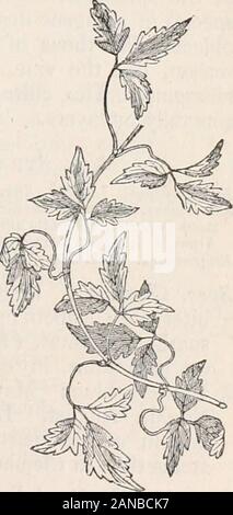 Trees and shrubs; an abridgment of the Arboretum et fruticetum britannicum: containing the hardy trees and shrubs of Britain, native and foreign, scientifically and popularly described; with their propagation, culture and uses and engravings of nearly all the species . Cl^atis montiXna.. 25. Clematis montana. 16 ARBORKTUM ET FUUTICETUM BRITAKNICUM. Genus II.