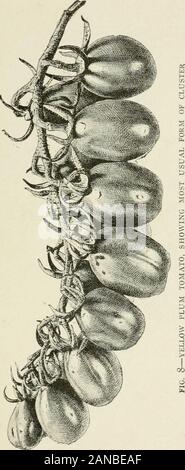 Tomato culture; a practical treatise on the tomato, its history, characteristics, planting, fertilization, cultivation in field, garden, and green house, harvesting, packing, storing, marketing, insect enemies and diseases, with methods of control and remedies, etc., etc . ellow, or light yellowish white incolor, two-celled, with very distinct central placentaand comparatively few and large seeds. The fruit isinclined to ripen unevenly, the neck remaining greenwhen the rest of the fruit is t|uitc ripe. It is less juicythan that of most of our garden sorts ])nt of a mildand pleasant flavor. Thi Stock Photo