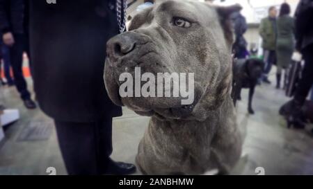 American pit bull terrier sitting near owner carefully examining people around Stock Photo