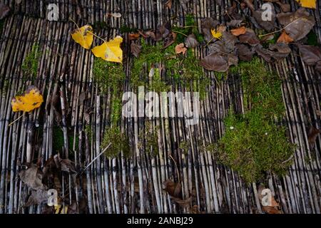 close-up of autumn colored leaves and green moss on a wooden background Stock Photo